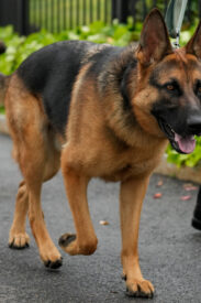 05DOG-AGGRESSION-qhgl-mediumSquareAt3X