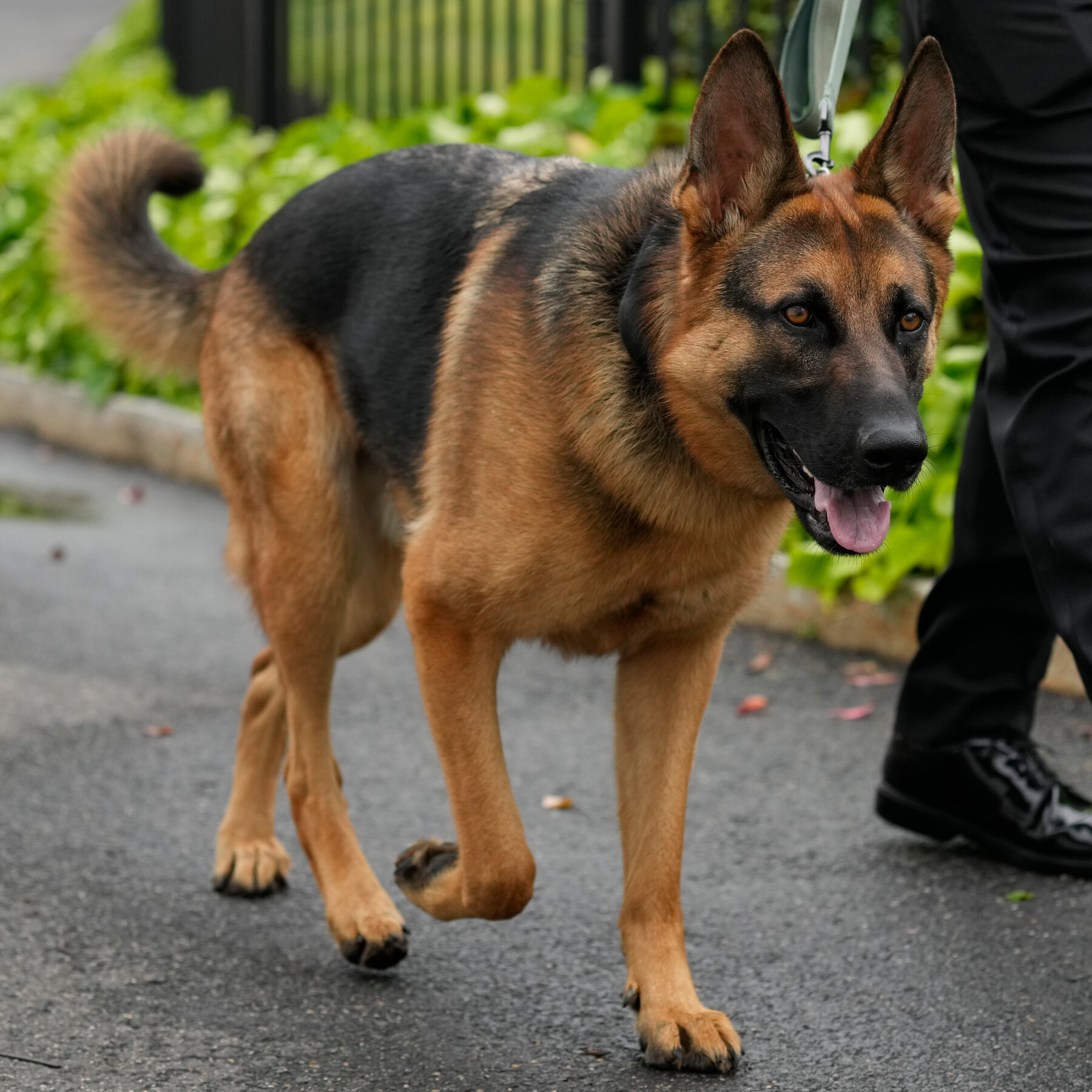4-Year-Old German Shepherd Looking for a Loving Home in Mumbai