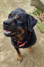 Dog Adoption in Bangalore | Healthy Puppies & Adult Dogs | Give a Loving Home Today