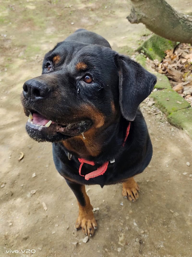 Dog Adoption in Bangalore | Healthy Puppies & Adult Dogs | Give a Loving Home Today