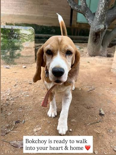 4-Year-Old Friendly Dog for Adoption in Bangalore | Healthy, Vaccinated & Looking for a Loving Forev
